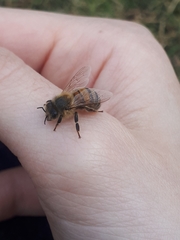 Apis mellifera