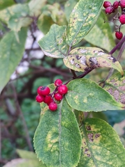 Sambucus racemosa