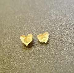 Caryomyia flaticrustum