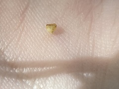 Caryomyia flaticrustum