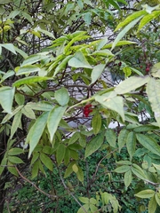 Sambucus racemosa