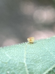 Caryomyia flaticrustum