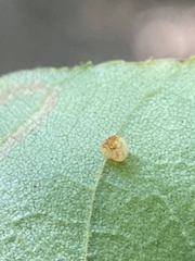 Caryomyia flaticrustum