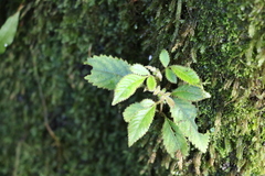 Nothofagus moorei
