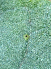 Caryomyia flaticrustum