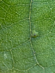 Caryomyia flaticrustum