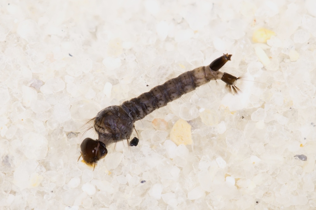 Aedes tormentor