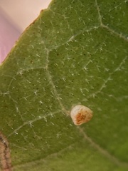 Caryomyia flaticrustum