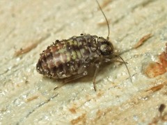 Nimbopsocus australis
