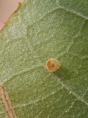 Caryomyia flaticrustum