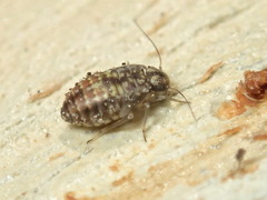 Nimbopsocus australis