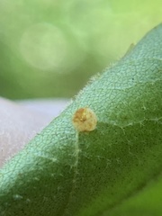 Caryomyia flaticrustum