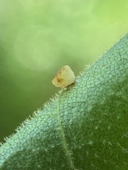 Caryomyia flaticrustum