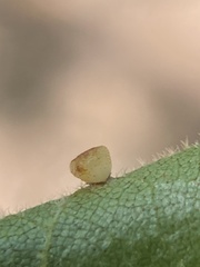 Caryomyia flaticrustum