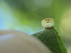 Caryomyia flaticrustum