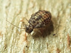Nimbopsocus australis