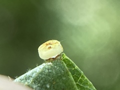 Caryomyia flaticrustum