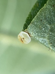 Caryomyia flaticrustum