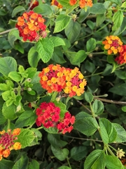 Lantana camara
