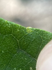 Caryomyia flaticrustum