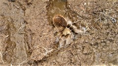 Aphonopelma caniceps