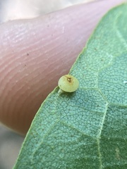 Caryomyia flaticrustum