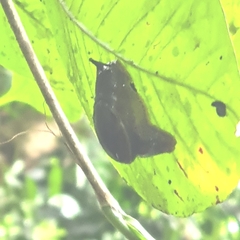 Ostracolethinae