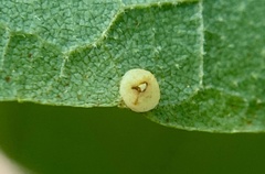 Caryomyia flaticrustum