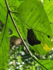 Ostracolethinae