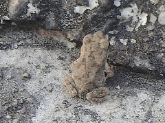 Duttaphrynus stomaticus