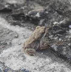 Duttaphrynus stomaticus