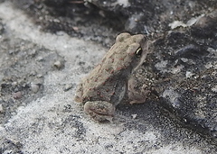 Duttaphrynus stomaticus