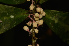 Myrsine subsessilis