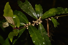 Myrsine subsessilis