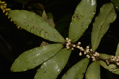 Myrsine subsessilis
