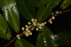 Myrsine subsessilis