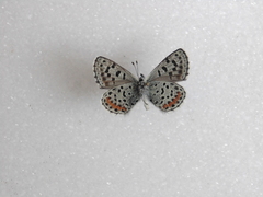 Euphilotes ancilla