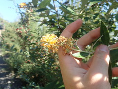 Buddleja weyeriana