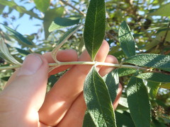 Buddleja weyeriana