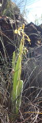 Bulbine succulenta