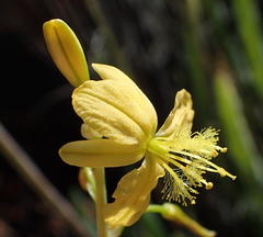 Bulbine succulenta