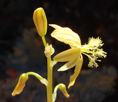 Bulbine succulenta