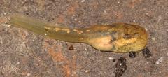 Eastern Ghost Frog photo 1