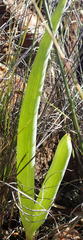 Bulbine succulenta