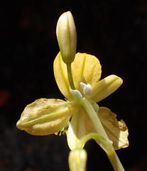 Bulbine succulenta