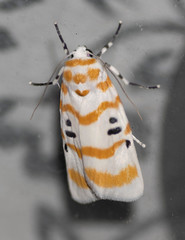 Cyana arama arama