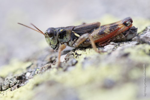 High Mountain Grasshopper