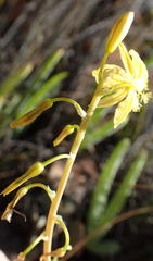 Bulbine succulenta