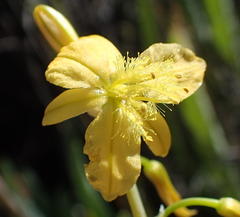 Bulbine succulenta