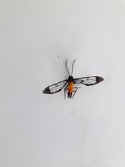 Cosmosoma stibosticta